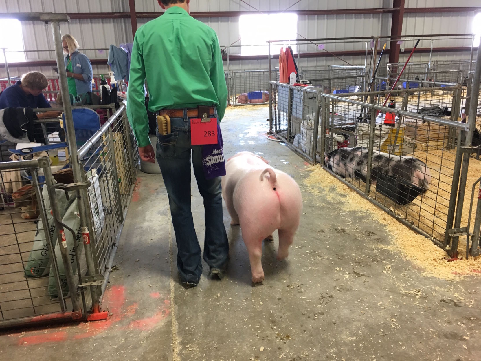 Fair pig